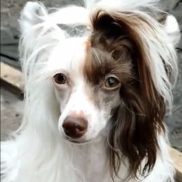 Blonda - Chinese Crested