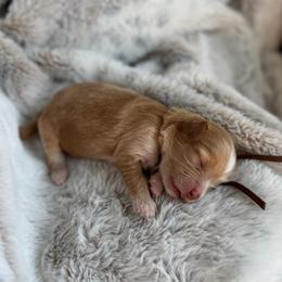 Brown Boy - Red and white male Cockapoo puppy in Fort Gibson, Oklahoma from Waggle Doodles