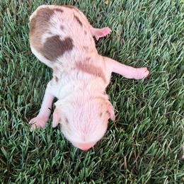 Eric - Brown merle male Aussiedoodle puppy in Bakersfield, California from Annie's Aussies