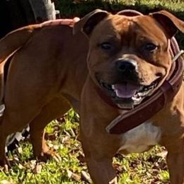 Staffordshire Bull Terriers from PWH Farms