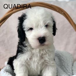 QUADIRA - Blue gray and white female Old English Sheepdog puppy in Baltimore, Maryland from Misty Blue’s Old English Sheepdogs
