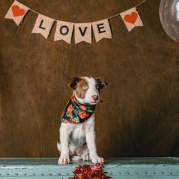 Border Collie Puppies from Rocky Mountain Border Collies
