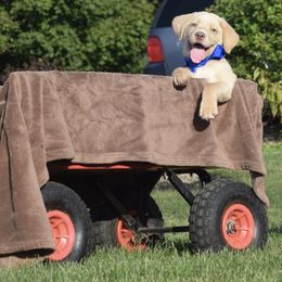 Dilute Retriever Puppies from Royalty Retrievers