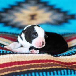Midnight Thunder - Black tri-color male Australian Shepherd puppy in Paola, Kansas from Tiz Ranch