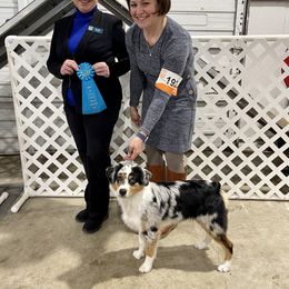 Miniature American Shepherd Puppies from Clarity MAS
