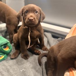 Light pink female - Chocolate female Labrador Retriever puppy in Gainesville, Georgia from Rucker Retrievers