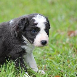 Boy 3 - Seal male Border Collie puppy in Tylertown, Mississippi from Cool Meadow Farms