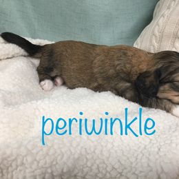 Bernedoodle Puppies from Cry Woof LLC