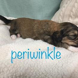 Bernedoodle Puppies from Cry Woof LLC