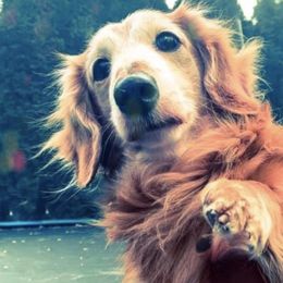 Dachshunds from Duke Rose Dachshunds