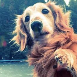 Dachshunds from Duke Rose Dachshunds