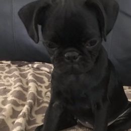 Pugs from Mopsikpug