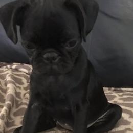 Pugs from Mopsikpug