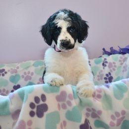 Bernedoodle and Goldendoodle Puppies from Above and Beyond Standards