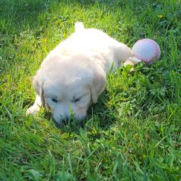 Australian Shepherd, Golden Retriever, and Mastiff Puppies from Barking Creek Ranch