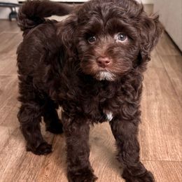 Steven - Brown and white male Aussiedoodle puppy in Allen, Texas from Calena’s Doodles