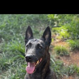 Hellcat - Black brindle female Dutch Shepherd puppy in Clarksville, Tennessee from Vuurhart Herders