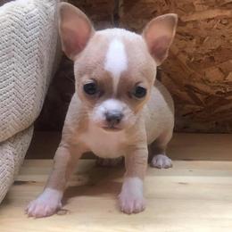 Chihuahua and Chinese Crested Puppies from Western Kentucky Chihuahua’s and Chinese Crested’s