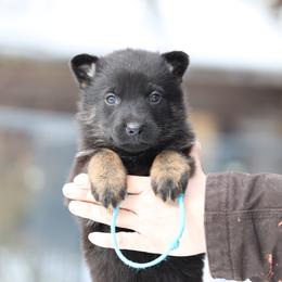 Ryne - Black and tan female German Shepherd puppy in Augusta, West Virginia from Vom Haus Highlands