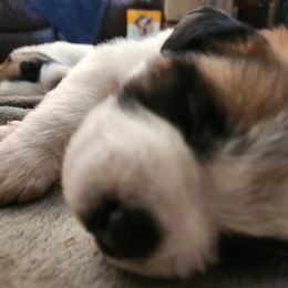Saint Bernard Puppies from Amber's Saint Bernards