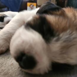 Saint Bernard Puppies from Amber's Saint Bernards