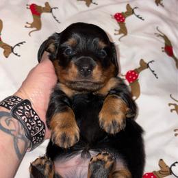 Boy 2 - Black and tan male Dachshund puppy in Cooper, Texas from Sassy Kat’s Dachshunds