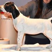 Curly-Coated Retriever and Pointer Puppies from Avalon Pointers