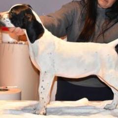 Curly-Coated Retriever and Pointer Puppies from Avalon Pointers