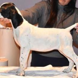 Curly-Coated Retriever and Pointer Puppies from Avalon Pointers