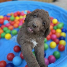 Saint Berdoodle Puppies from Gentle Giant Saint Berdoodles