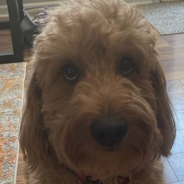 Goldendoodles from Channys Doodles