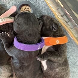 French Bulldog Puppies from Tip Top Bully House