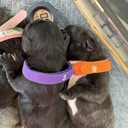 French Bulldog Puppies from Tip Top Bully House