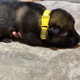 Girl 5 yellow - Sable female German Shepherd puppy in Newsoms, Virginia from A Tier Above Shepherds