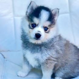 Stanley - Black and white male Pomsky puppy in Michigan from Blue Water Pomskies