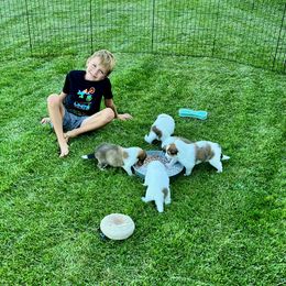 Collie puppies from Flying W Collies