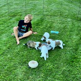Collie puppies from Flying W Collies