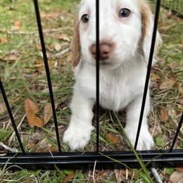 Chihuahua and Dachshund Puppies from Little Pawz, LLC