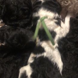 Poodle puppies from Country Poos and Dos