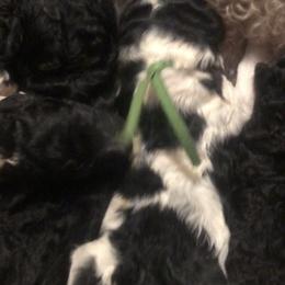 Poodle puppies from Country Poos and Dos