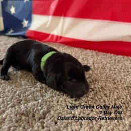 Labrador Retriever Puppies from OzLand Labrador Retrievers