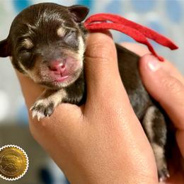 Rusty - Liver male Miniature Schnauzer puppy in Frankford, Delaware from Miniature Schnauzers of Delmarva