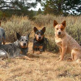 Australian Cattle Dogs from BRB Ranch ACDs