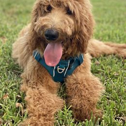 Goldendoodle All Grown Up from Sunshine Doodles