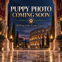 Aetius- Black Collar - Gray male Cane Corso puppy in Stilwell, Oklahoma from Killing Joke Kennels