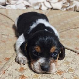 Cash - Blue tan and white male Beagle puppy in Bunch, Oklahoma from Julie’s Jewels Puppies