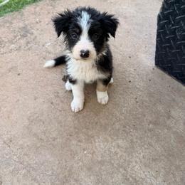 Velo - Tri-color male Border Collie puppy in Granbury, Texas from Rocking H Border Collies
