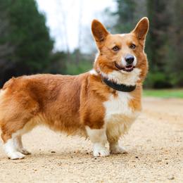 DC - Pembroke Welsh Corgi
