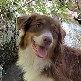 Fiesta - Australian Shepherd