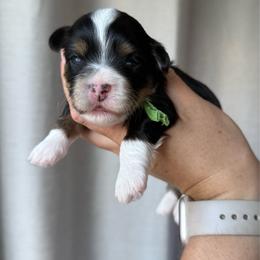 Green collar - Black and white male Havanese puppy in Silverton, Oregon from PNW Havanese
